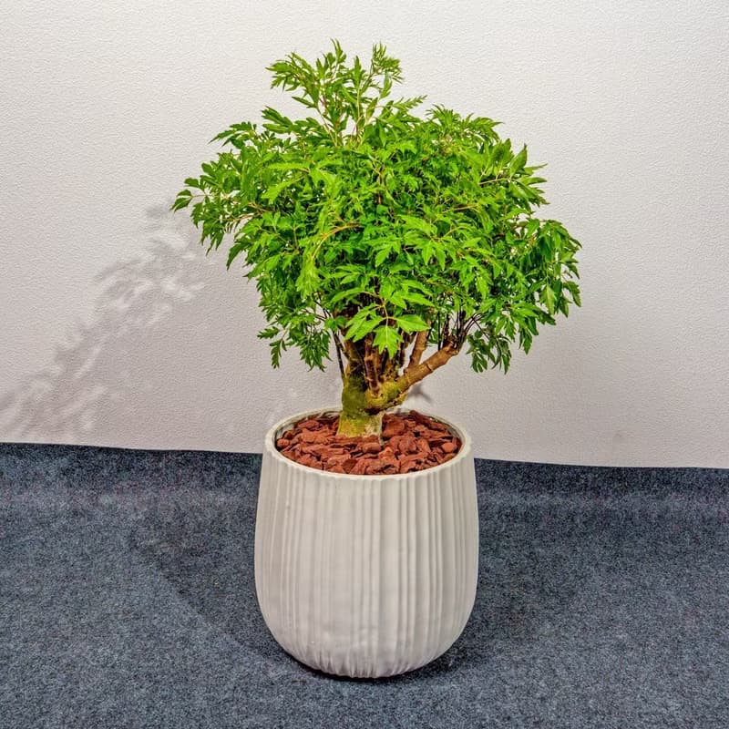 羽葉福祿桐白條紋水泥盆栽 開幕盆栽推薦