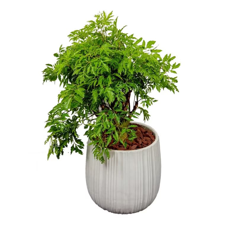 羽葉福祿桐白條紋水泥盆栽 開幕盆栽推薦