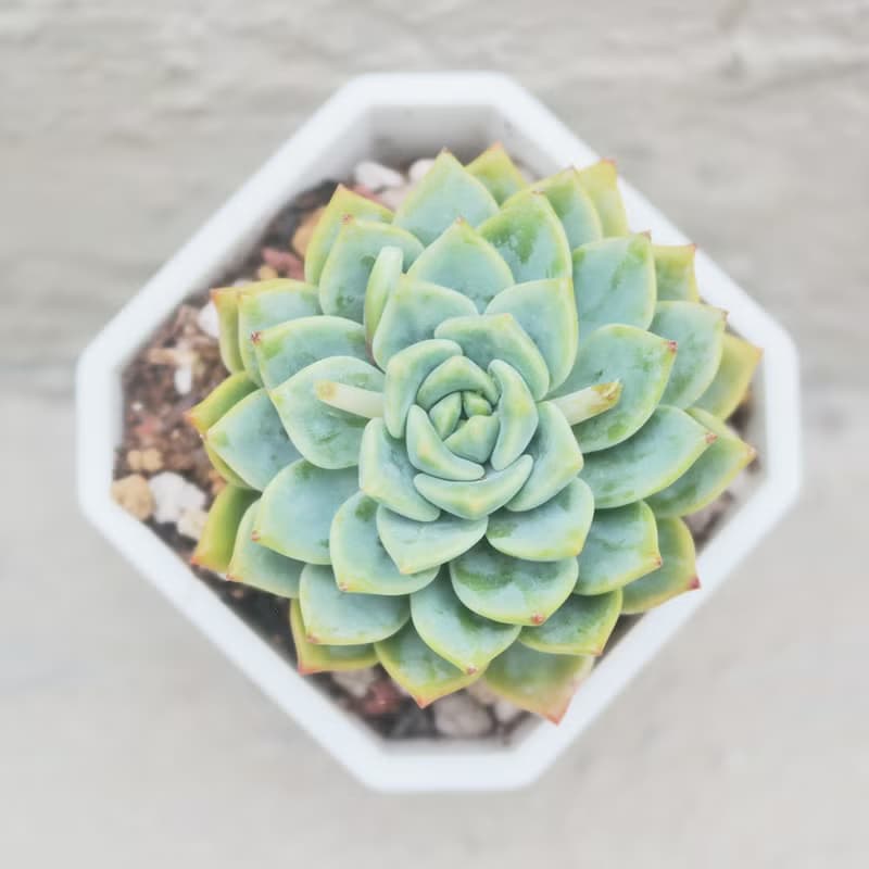 【荳荳多肉】【金絲雀】喬遷│送禮│升遷│多肉植物