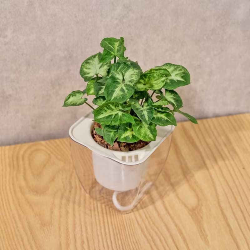 綠精靈合果芋 免澆水方形盆栽 室內植物 觀葉植物 禮物 盆栽