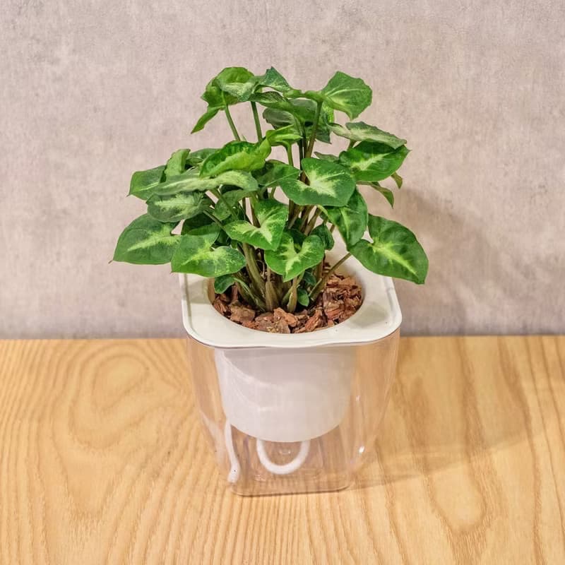 綠精靈合果芋 免澆水方形盆栽 室內植物 觀葉植物 禮物 盆栽