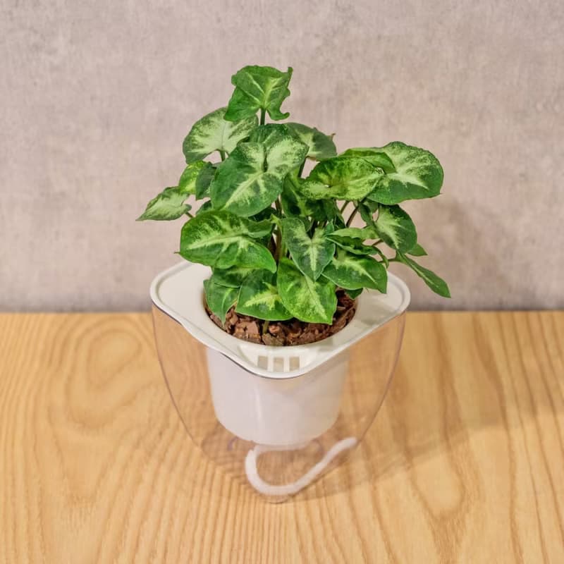 綠精靈合果芋 免澆水方形盆栽 室內植物 觀葉植物 禮物 盆栽