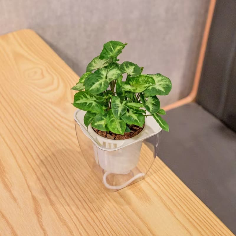 綠精靈合果芋 免澆水方形盆栽 室內植物 觀葉植物 禮物 盆栽