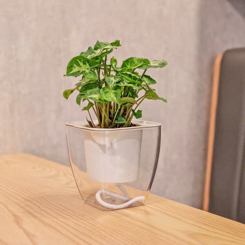 綠精靈合果芋 免澆水方形盆栽 室內植物 觀葉植物 禮物 盆栽