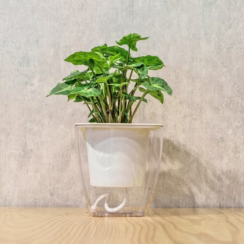 綠精靈合果芋 免澆水方形盆栽 室內植物 觀葉植物 禮物 盆栽