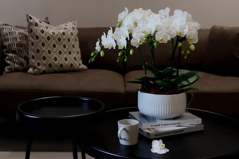 【蘭花盆栽】珍珠白(大)蝴蝶蘭盆栽 開幕送禮 升遷 過年送禮 喬遷