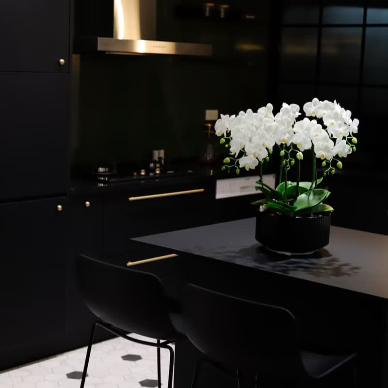 【蘭花盆栽】珍珠白(大)蝴蝶蘭盆栽 開幕送禮 升遷 過年送禮 喬遷