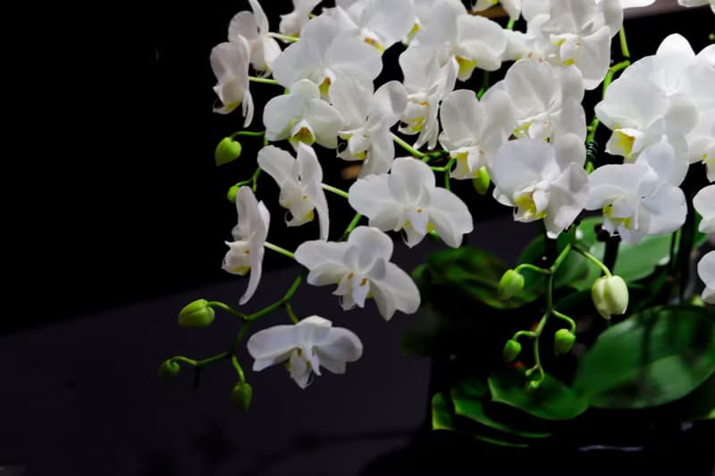 【蘭花盆栽】珍珠白(大)蝴蝶蘭盆栽 開幕送禮 升遷 過年送禮 喬遷