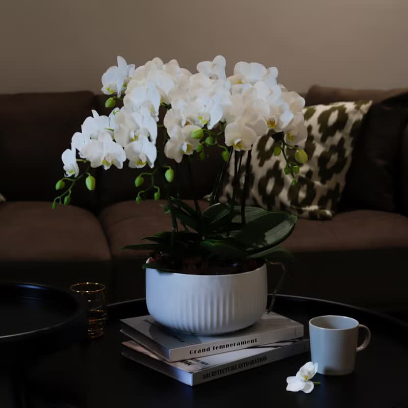 【蘭花盆栽】珍珠白(大)蝴蝶蘭盆栽 開幕送禮 升遷 過年送禮 喬遷