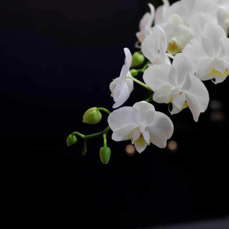 【蘭花盆栽】珍珠白(大)蝴蝶蘭盆栽 開幕送禮 升遷 過年送禮 喬遷