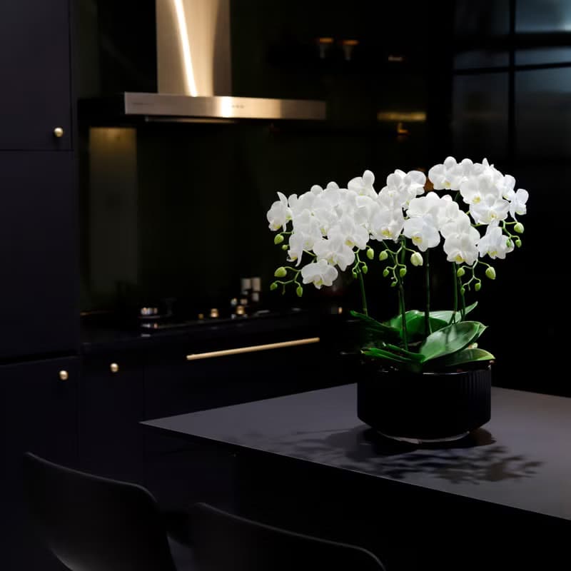 【蘭花盆栽】珍珠白(大)蝴蝶蘭盆栽 開幕送禮 升遷 過年送禮 喬遷