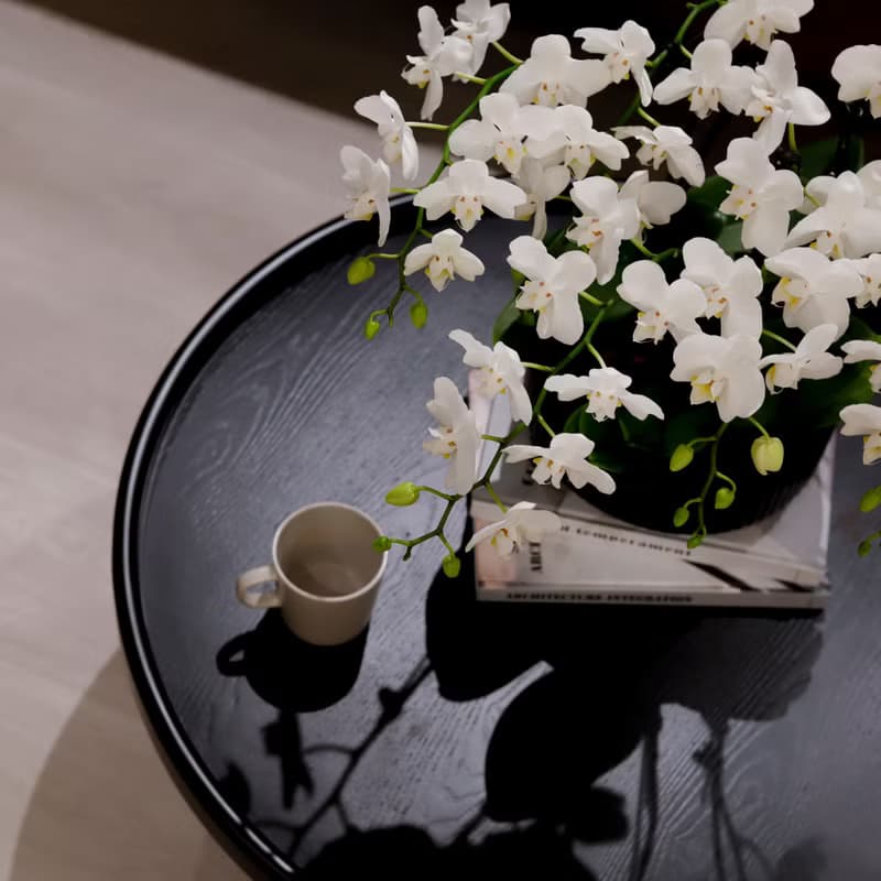 【蘭花盆栽】珍珠白(大)蝴蝶蘭盆栽 開幕送禮 升遷 過年送禮 喬遷