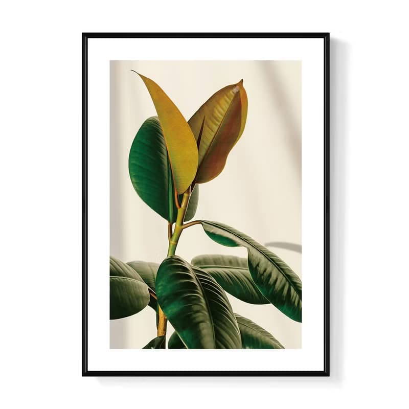 青翠碧綠•橡皮樹I -招財裝飾畫/新居落成/複製畫/開店禮物/綠植