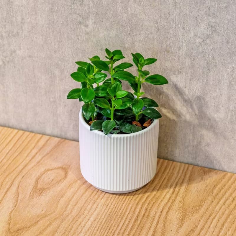 金魚花 莫蘭迪色系直紋陶盆 室內植物 觀葉植物 禮物 盆栽