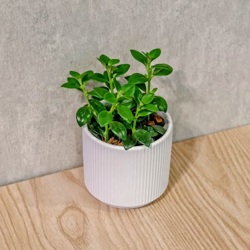金魚花 莫蘭迪色系直紋陶盆 室內植物 觀葉植物 禮物 盆栽