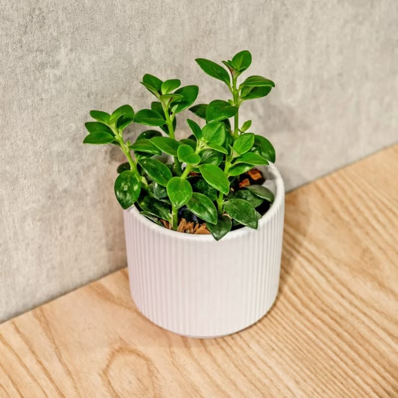 金魚花 莫蘭迪色系直紋陶盆 室內植物 觀葉植物 禮物 盆栽