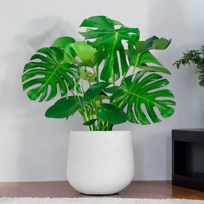 龜背芋 簡約水泥盆栽 落地盆栽 大盆栽 開幕送禮 喬遷禮物 植栽