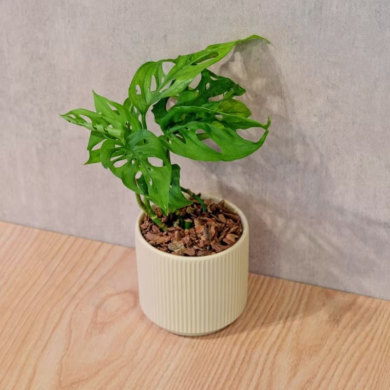 窗孔龜背芋 莫蘭迪色系直紋陶盆 室內植物 觀葉植物 禮物 盆栽