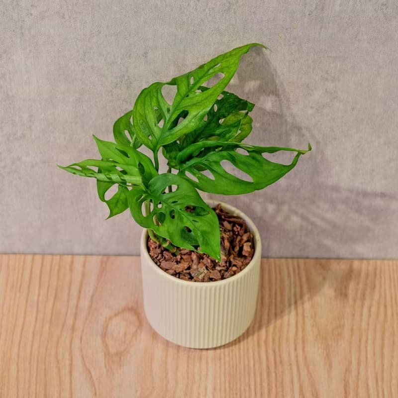 窗孔龜背芋 莫蘭迪色系直紋陶盆 室內植物 觀葉植物 禮物 盆栽