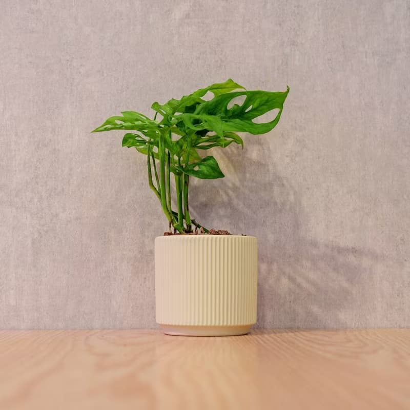 窗孔龜背芋 莫蘭迪色系直紋陶盆 室內植物 觀葉植物 禮物 盆栽