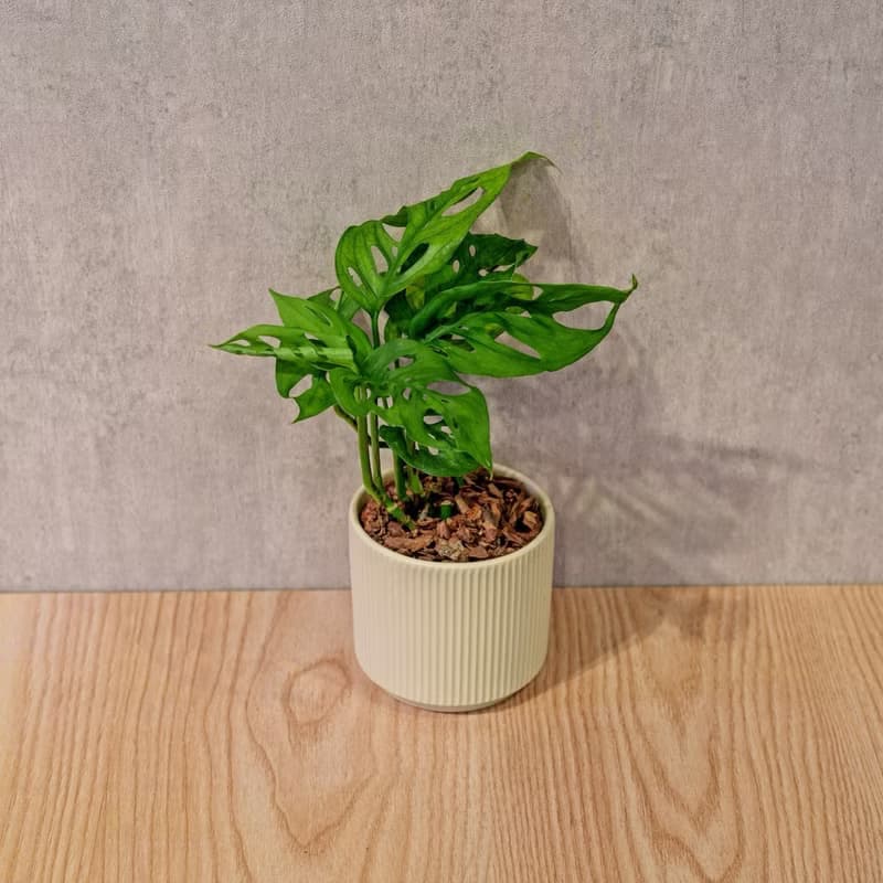 窗孔龜背芋 莫蘭迪色系直紋陶盆 室內植物 觀葉植物 禮物 盆栽