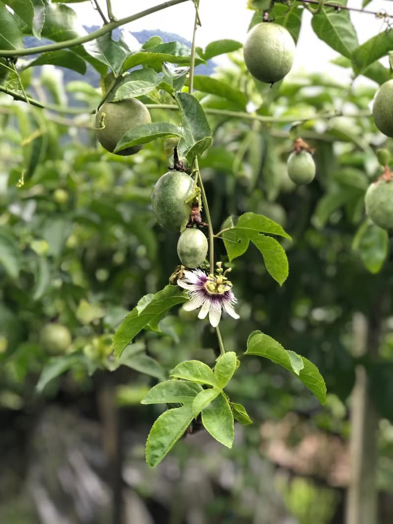 百香果生巧克力