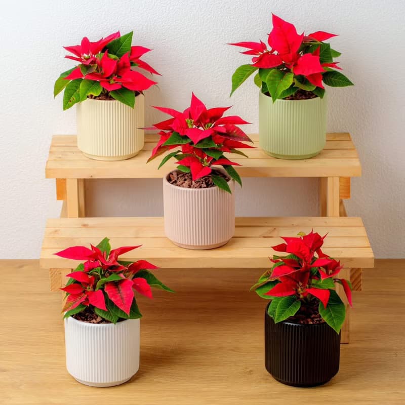 聖誕紅植物  莫蘭迪色系直紋陶盆  室內植物 觀葉植物 禮物 盆栽