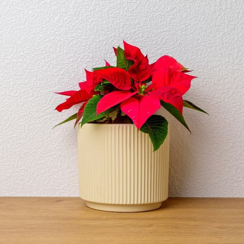 聖誕紅植物  莫蘭迪色系直紋陶盆  室內植物 觀葉植物 禮物 盆栽