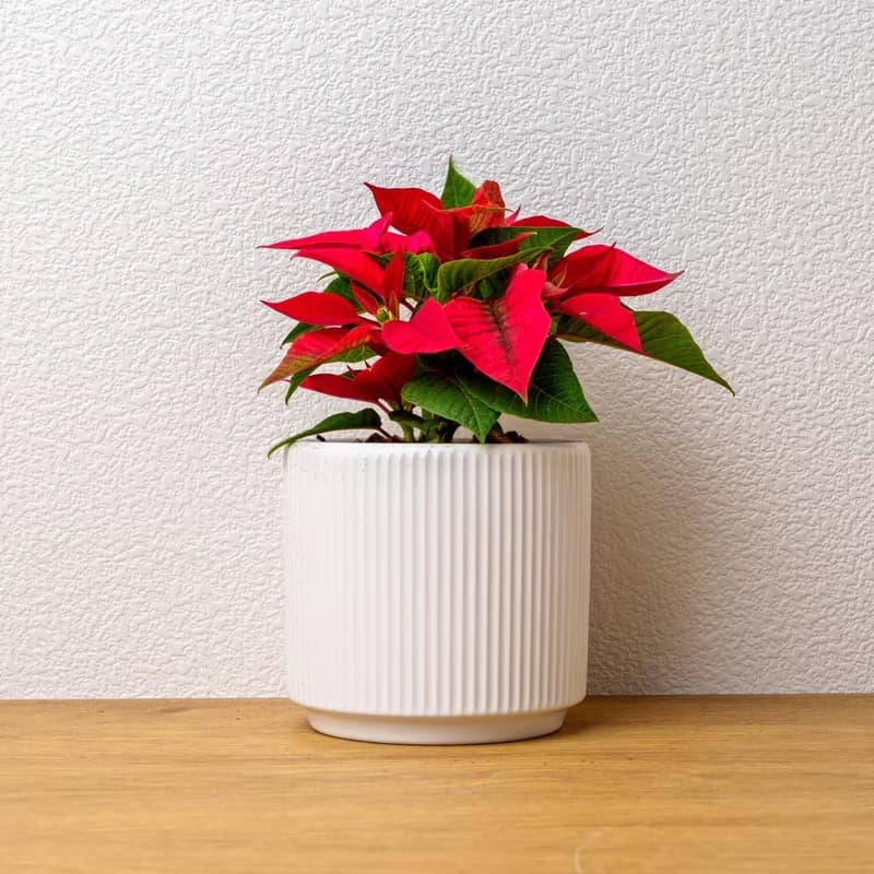 聖誕紅植物  莫蘭迪色系直紋陶盆  室內植物 觀葉植物 禮物 盆栽