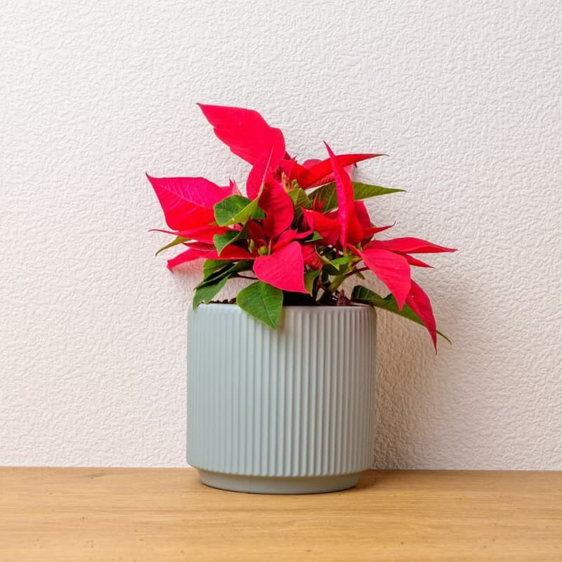 聖誕紅植物  莫蘭迪色系直紋陶盆  室內植物 觀葉植物 禮物 盆栽
