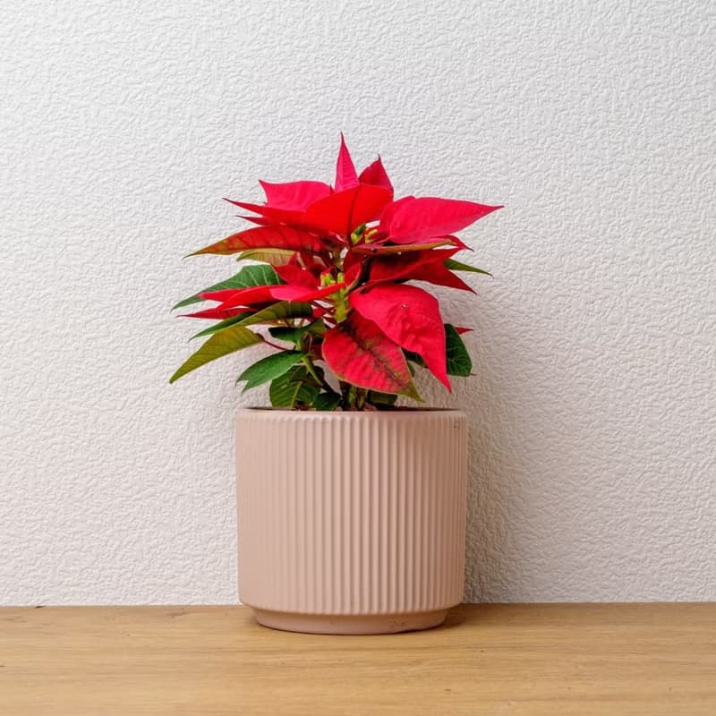 聖誕紅植物  莫蘭迪色系直紋陶盆  室內植物 觀葉植物 禮物 盆栽