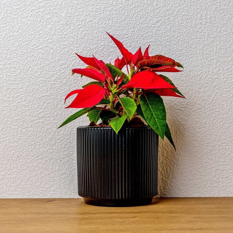 聖誕紅植物  莫蘭迪色系直紋陶盆  室內植物 觀葉植物 禮物 盆栽
