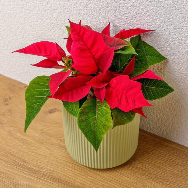 聖誕紅植物  莫蘭迪色系直紋陶盆  室內植物 觀葉植物 禮物 盆栽