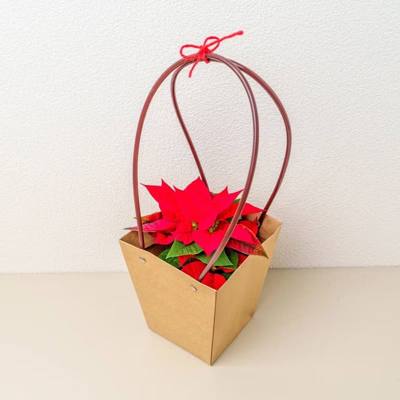 聖誕紅植物  莫蘭迪色系直紋陶盆  室內植物 觀葉植物 禮物 盆栽