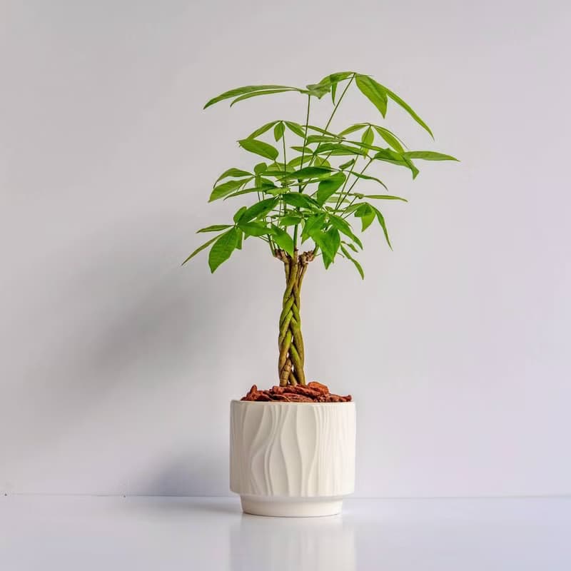 馬拉巴栗 流線白陶盆栽 開幕盆栽推薦 桌上盆栽 送禮