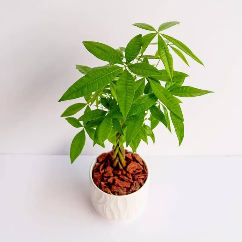 馬拉巴栗 流線白陶盆栽 開幕盆栽推薦 桌上盆栽 送禮