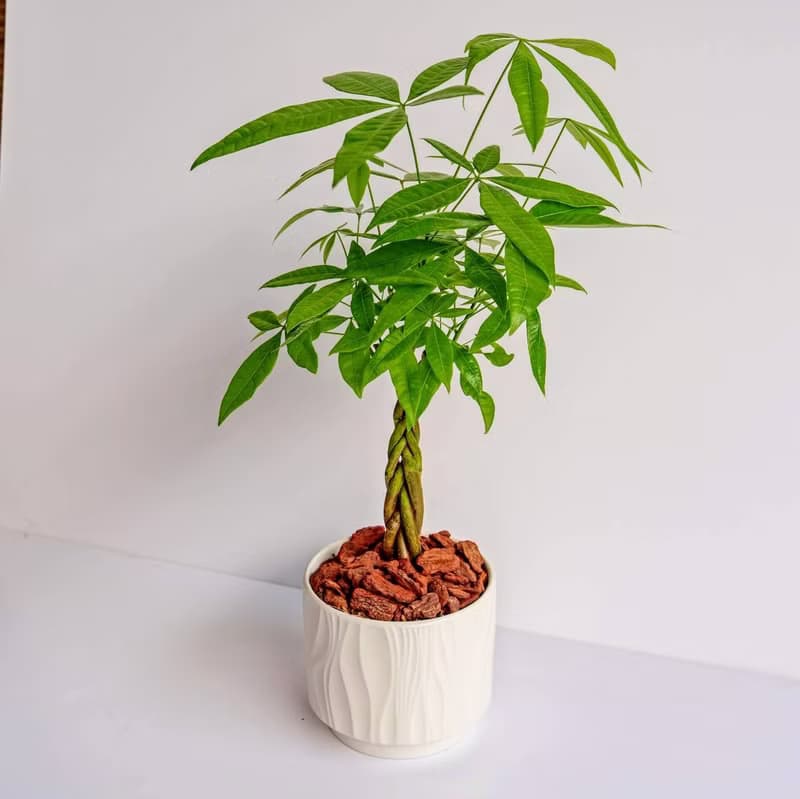 馬拉巴栗 流線白陶盆栽 開幕盆栽推薦 桌上盆栽 送禮