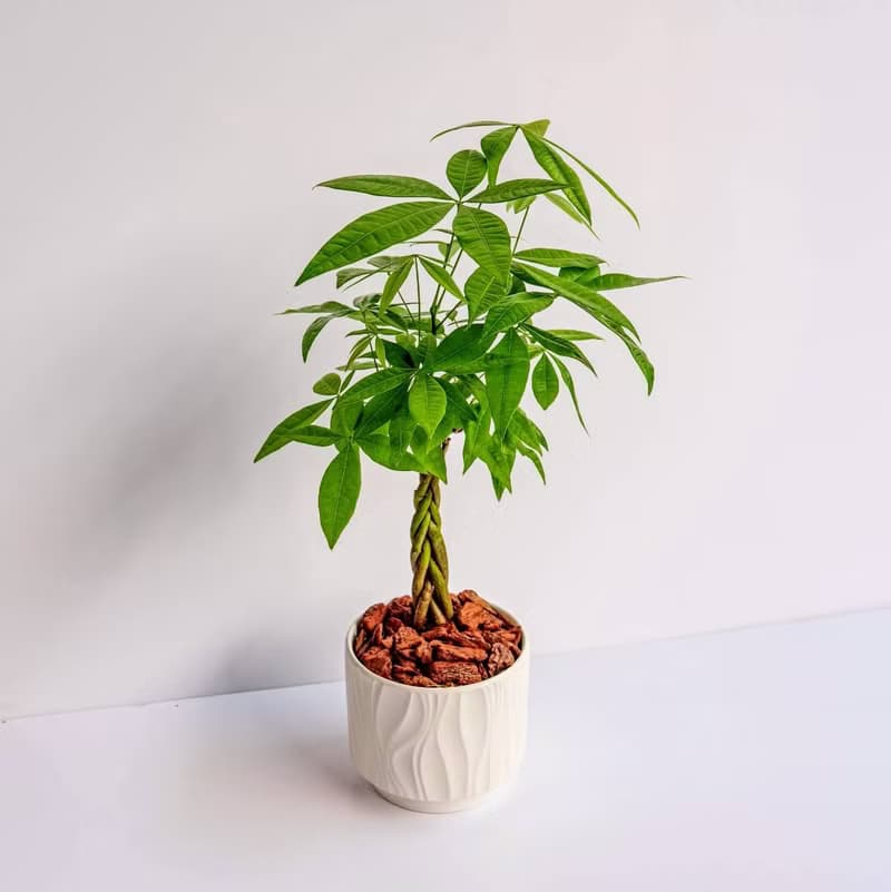 馬拉巴栗 流線白陶盆栽 開幕盆栽推薦 桌上盆栽 送禮