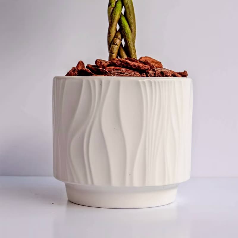 馬拉巴栗 流線白陶盆栽 開幕盆栽推薦 桌上盆栽 送禮