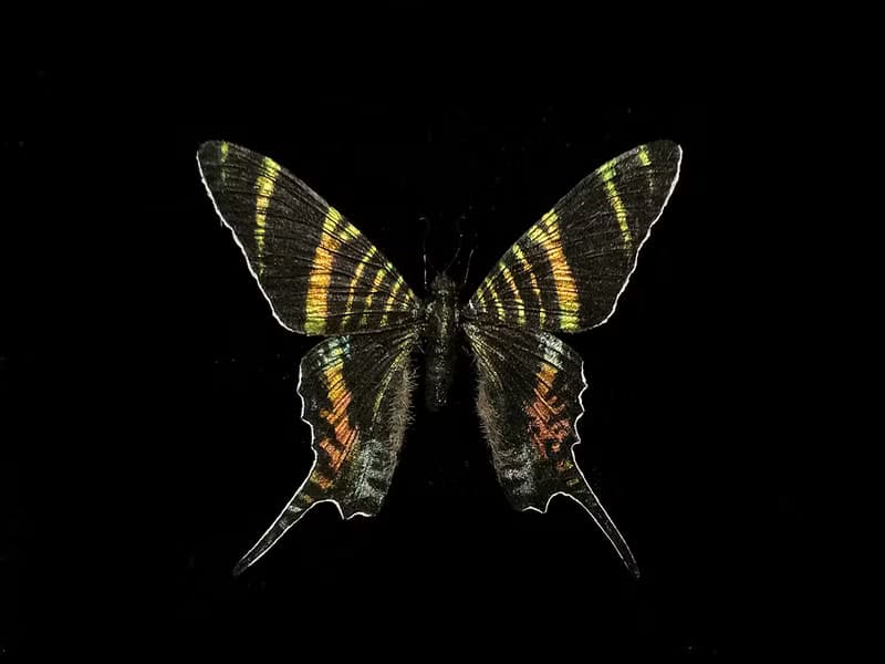 斯氏燕蛾 – 已滅絕燕蛾_超擬真仿真模型 | 仿真標本 | 蝴蝶標本