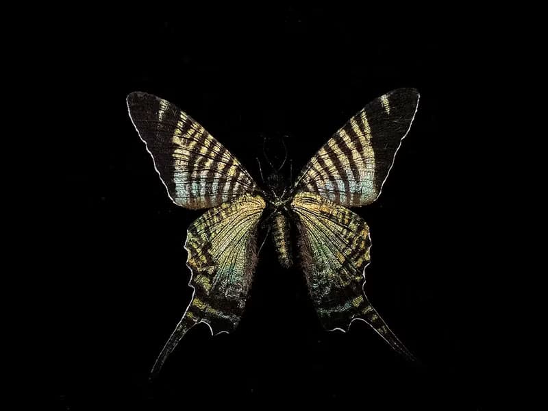 斯氏燕蛾 – 已滅絕燕蛾_超擬真仿真模型 | 仿真標本 | 蝴蝶標本