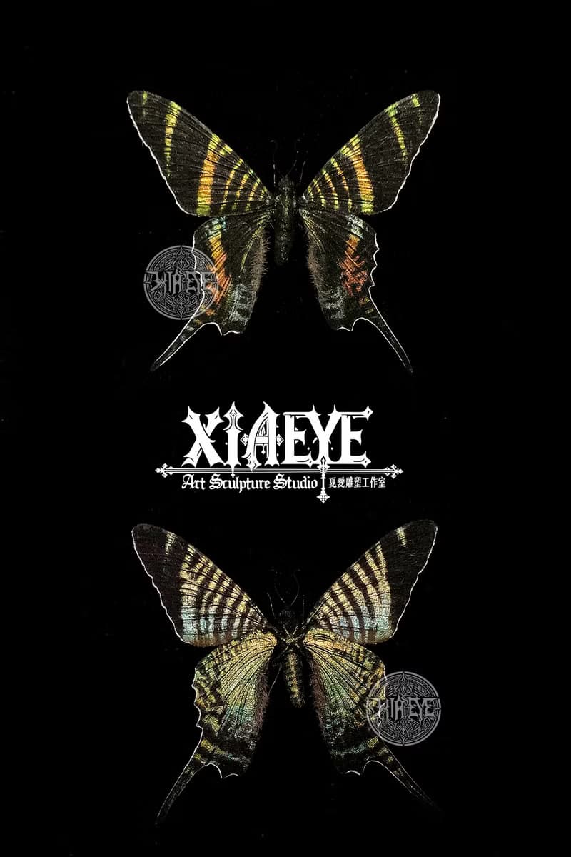 斯氏燕蛾 – 已滅絕燕蛾_超擬真仿真模型 | 仿真標本 | 蝴蝶標本