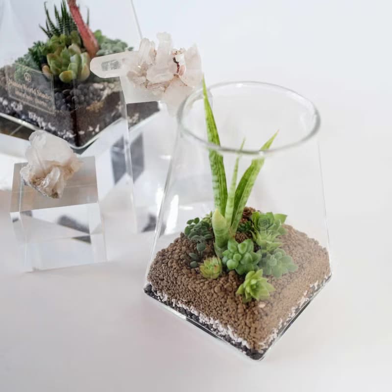 【體驗】【沙漠生態植物瓶】