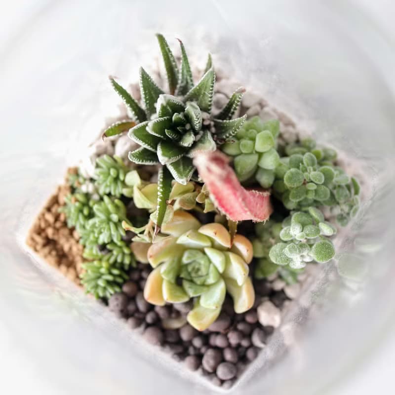 【體驗】【沙漠生態植物瓶】