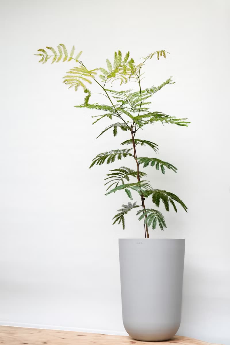 小豆樹│有植 Yuzhi