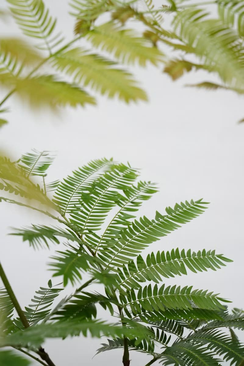 小豆樹│有植 Yuzhi