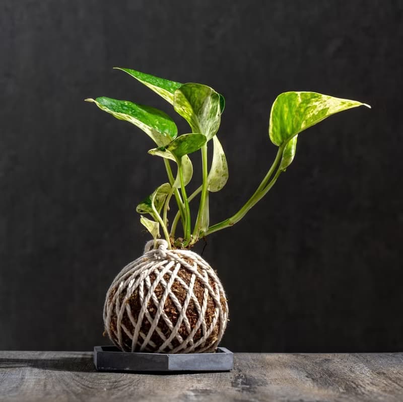 白泉黃金葛苔球 苔球植物 苔玉 室內植物 辦公室植物 交換禮物