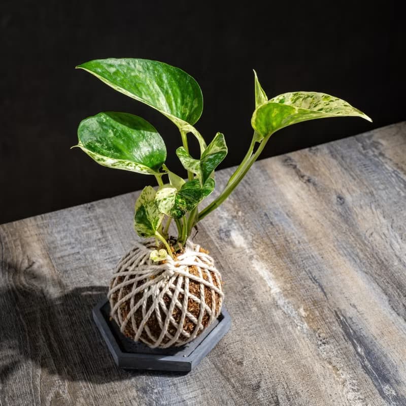 白泉黃金葛苔球 苔球植物 苔玉 室內植物 辦公室植物 交換禮物