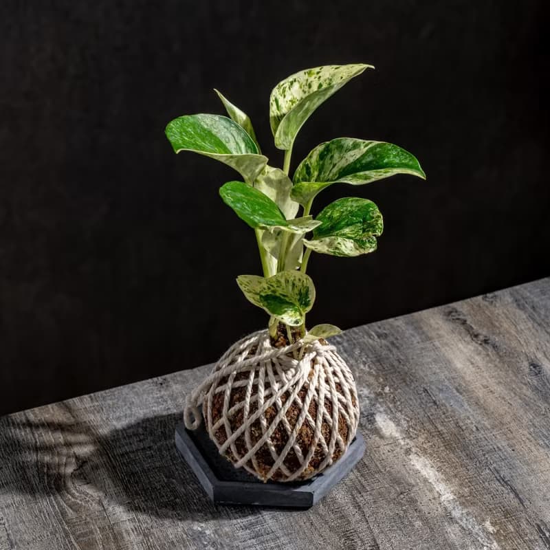 白泉黃金葛苔球 苔球植物 苔玉 室內植物 辦公室植物 交換禮物