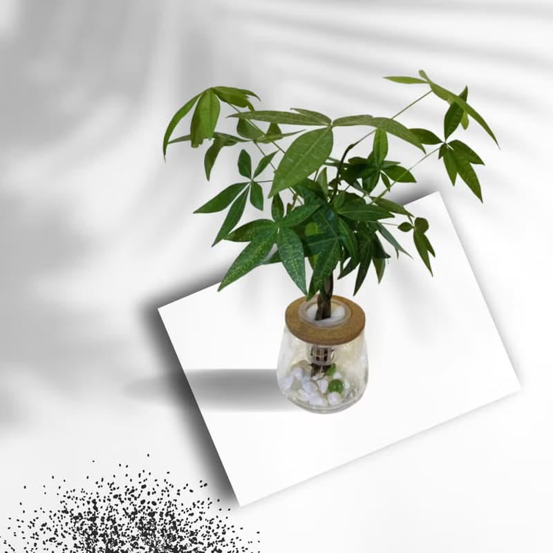 現貨 蕨美植栽 室內網美植栽辦公室水耕植栽-發財樹+弧形玻璃瓶